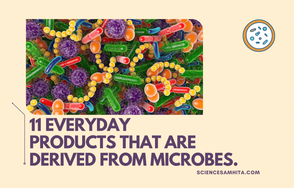 11_everyday_products_that_are_derived_from_Microbes