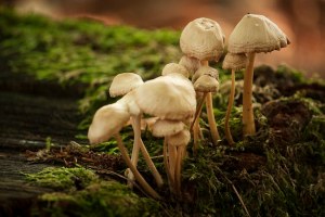 fungi-on-wooden-log