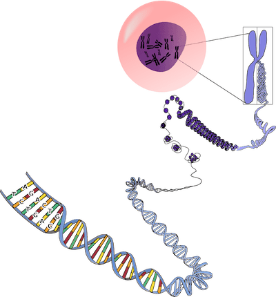 packaging_of_dna