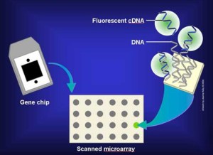 Microarray_Comparative_Genomic_Hybridisation