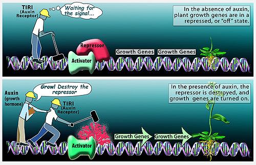 effect_of_plant_hormones_on_plant_growth