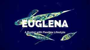Euglena-facts