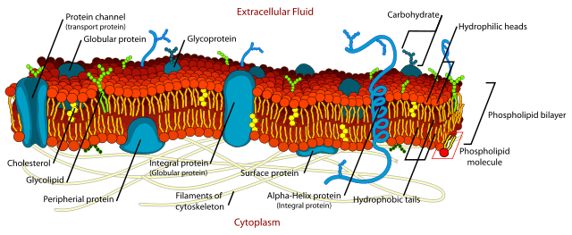 The Fluid Mosaic Model of the plasma membrane as proposed by Singer and Nicholson.