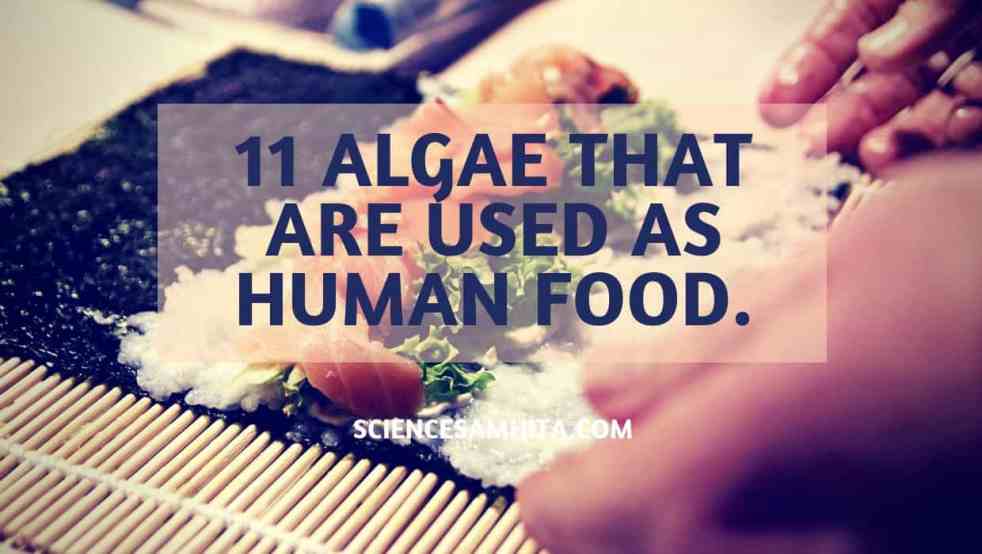 algae_as_food