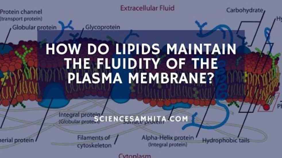 fluidity_of_plasma_membrane