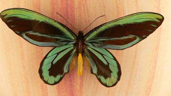 The_queen_alexandra’s_birdwing_ornithoptera_alexandrae