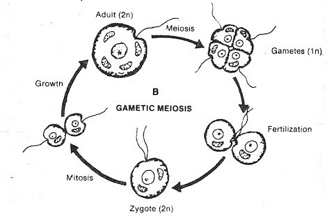 gametic-meiosis
