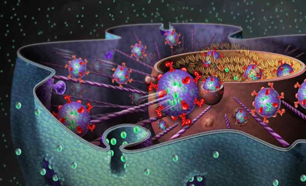 packaging-of-dna-inside-cell-nucleus