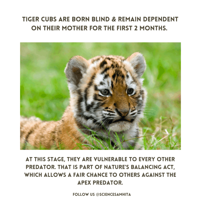 tiger-cubs