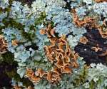 lichens-on-log