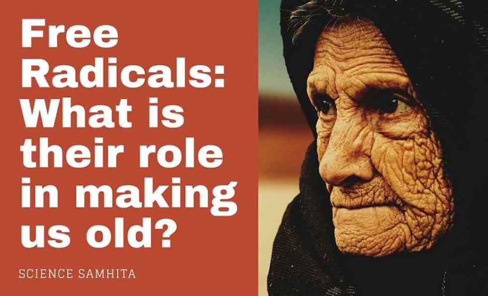 roles-of-free-radicals-aging