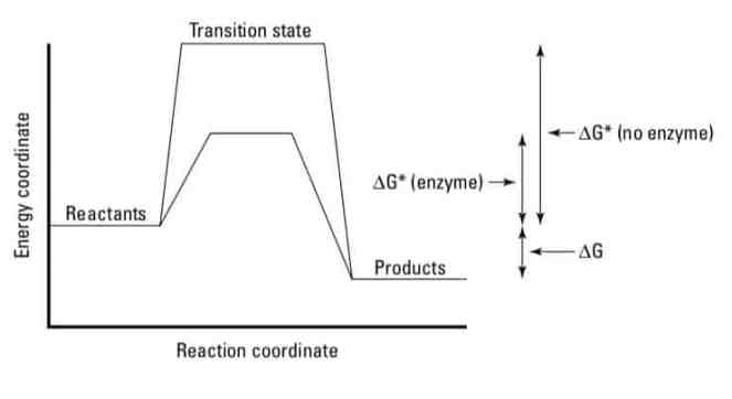 Activation_Energy_In_Reaction
