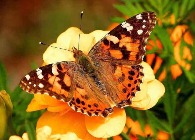 The_painted_lady_Vanessa_cardui