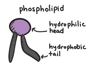 A Phospholipid with hydrophobic and hydrophilic parts.