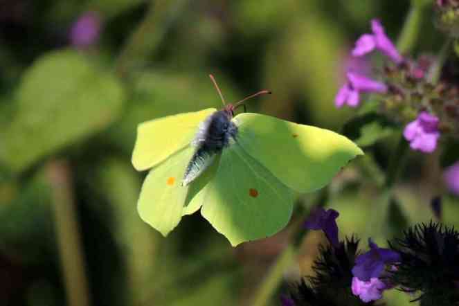 Common_brimstone_butterfly_(Gonepteryx_rhamni)