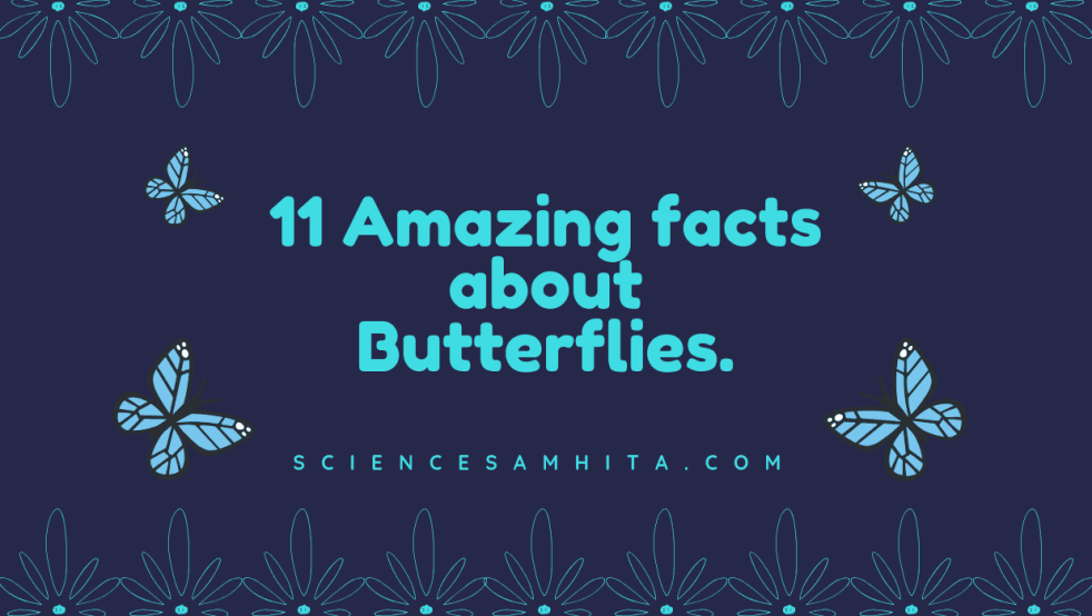 facts_about_butterflies