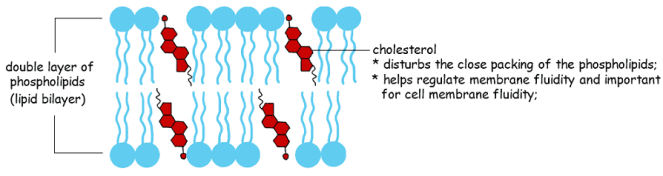 The position of cholesterol in the plasma membrane.