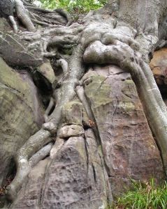 biological_weathering