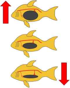 mechanism_swim_bladder