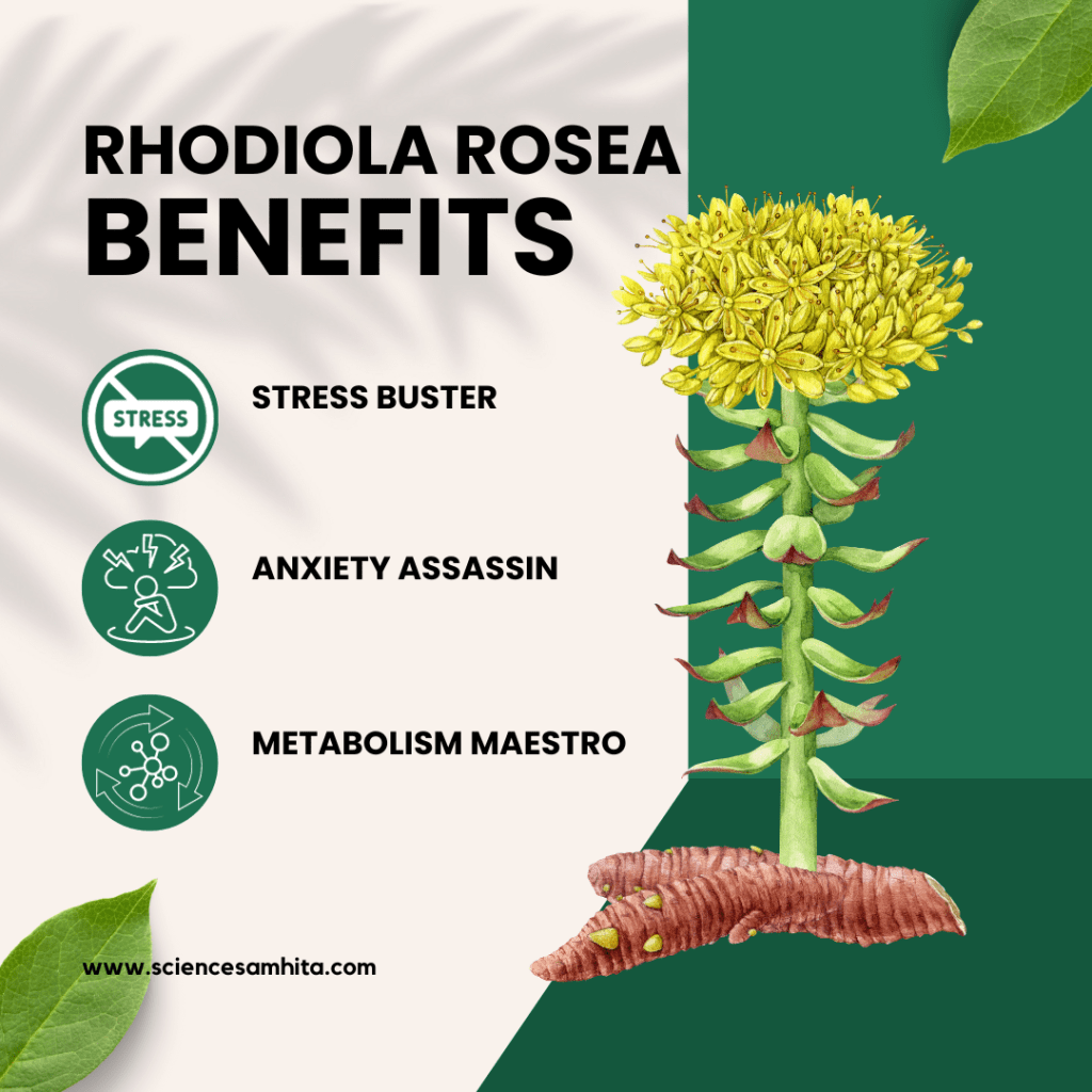 rhodiola_rosea_benefits